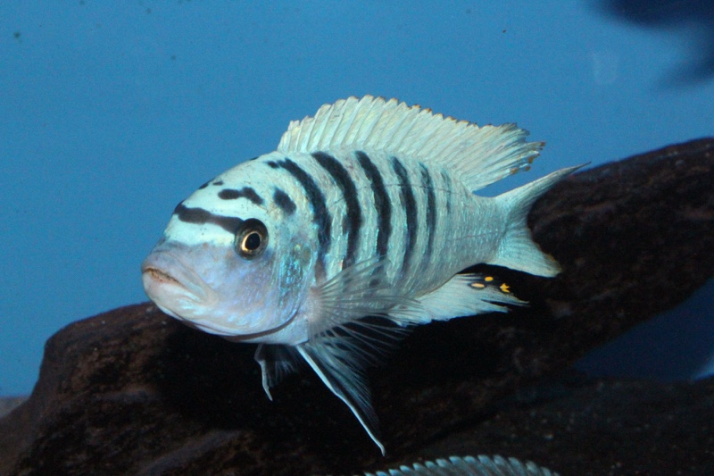 Maylandia zebra 'Boadzulu Island'